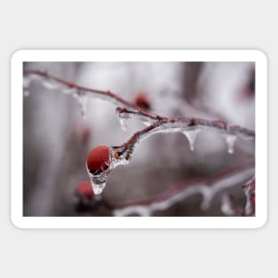 Frozen briar berries Sticker